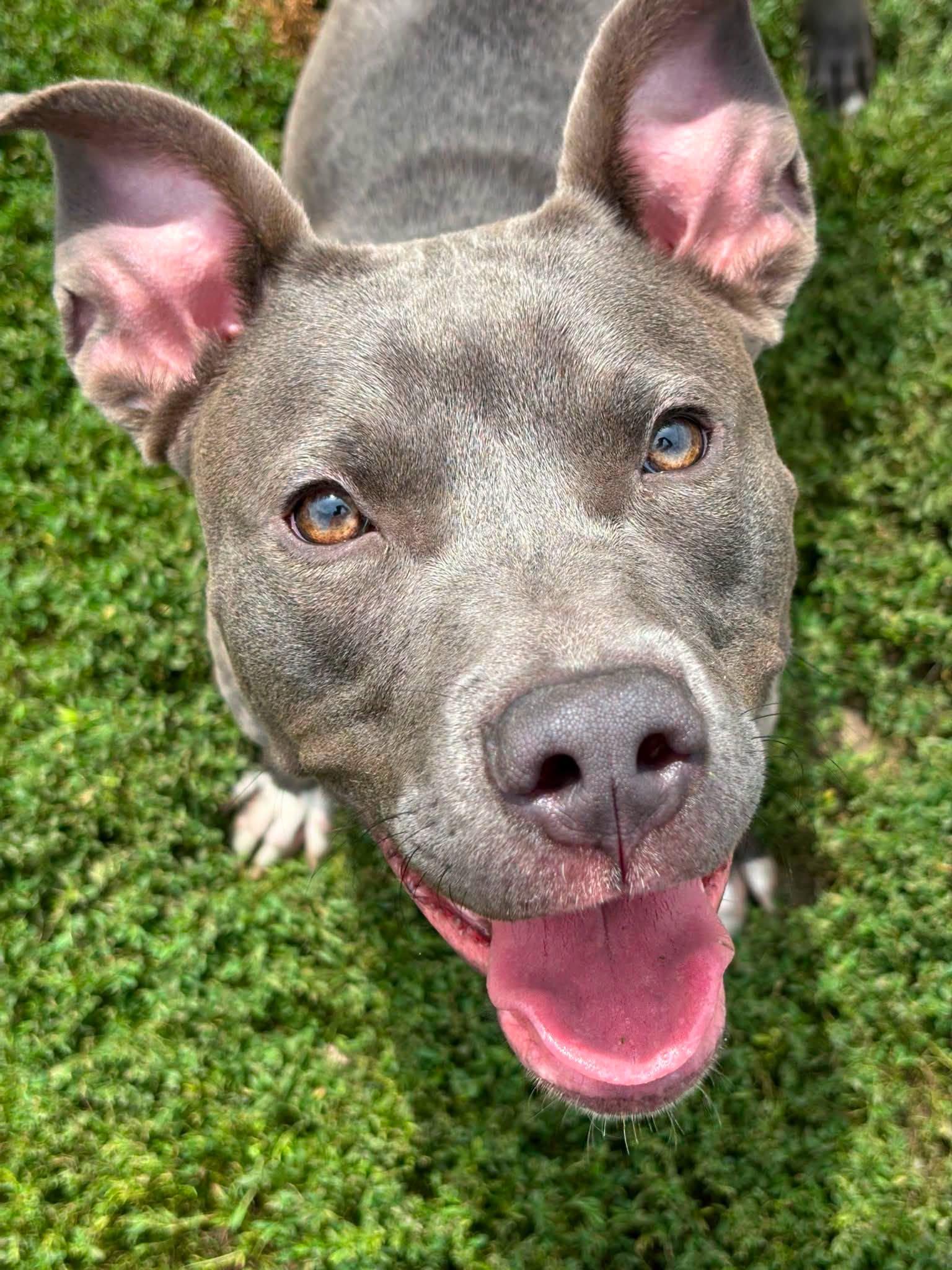 Enlarge Vayla, a ADOPTABLE Mixed Breed in Davenport, IA image 1/1