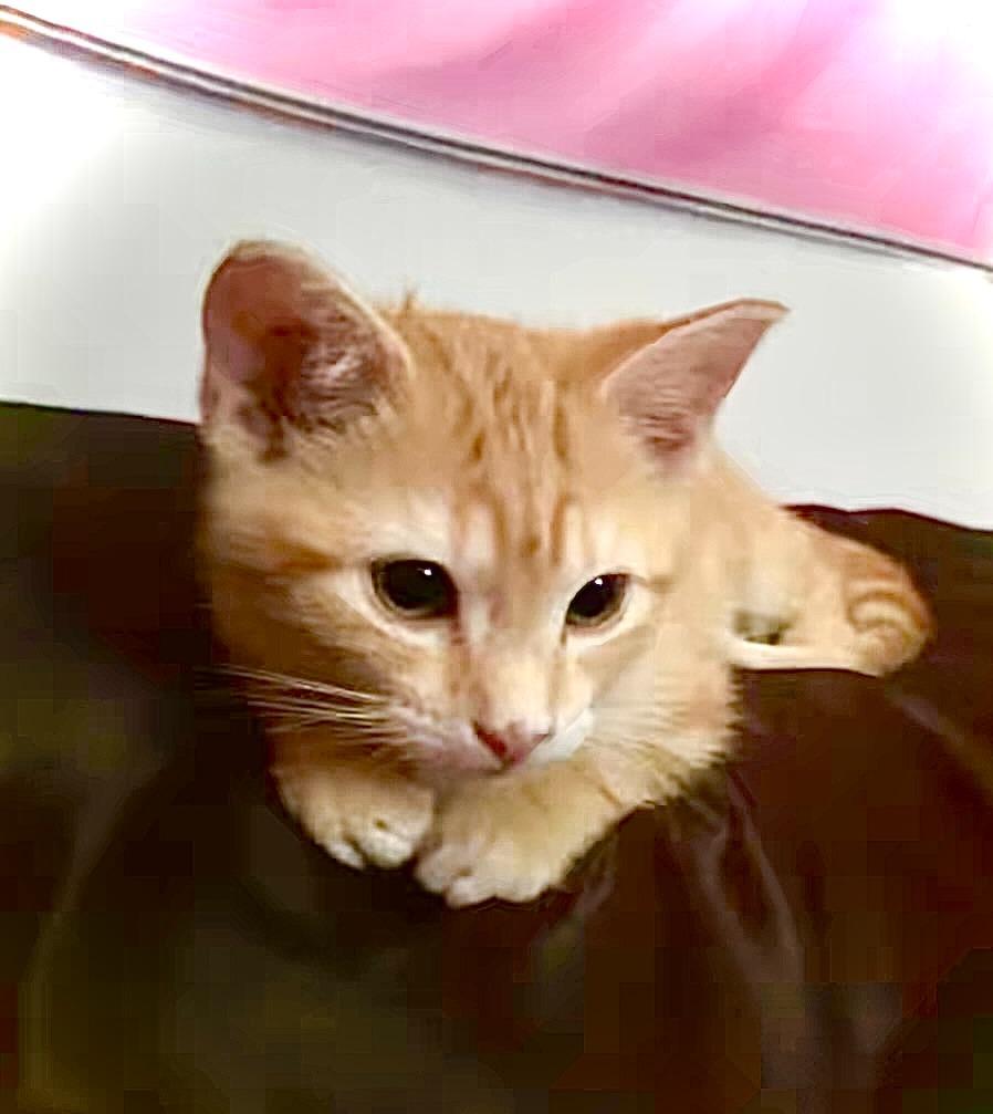 Nibbles, Adoptable, Kitten Female Domestic Short Hair.