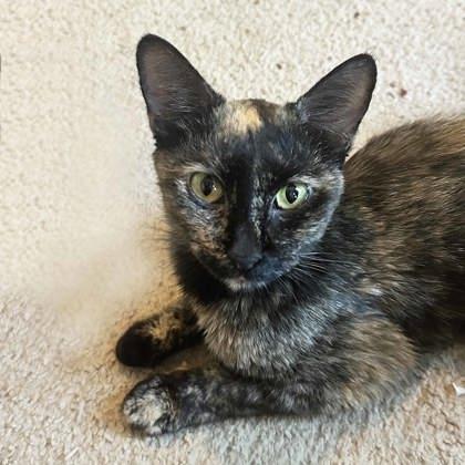 Dragon, a Adoptable mixed breed in Atlanta, GA image 1/3