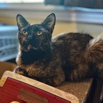 Dragon, a Adoptable mixed breed in Atlanta, GA image 2/3
