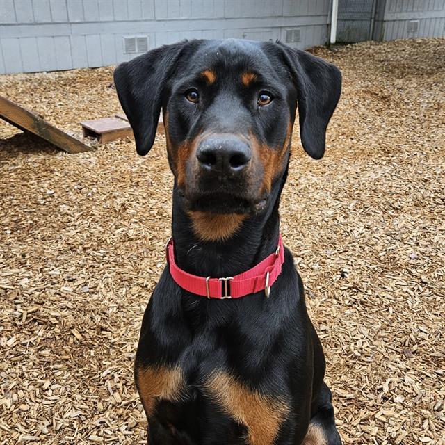 HEATH, Adoptable, Young Male Doberman Pinscher.