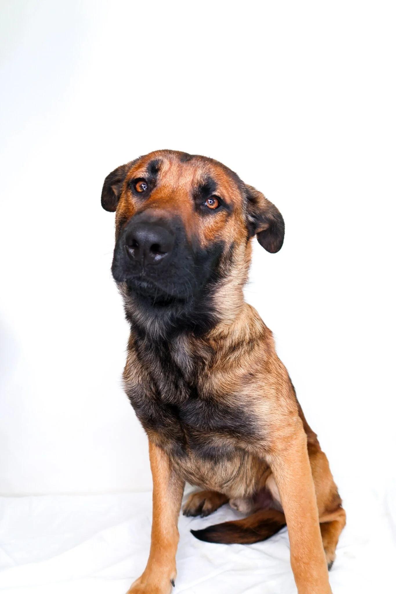 Noel, ADOPTABLE, Young Male Shepherd.