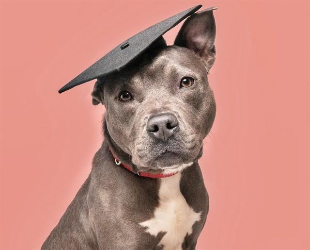 Enlarge PHOEBE BRIDGERS, a Adoptable Terrier in Saint Louis, MO image 1/1