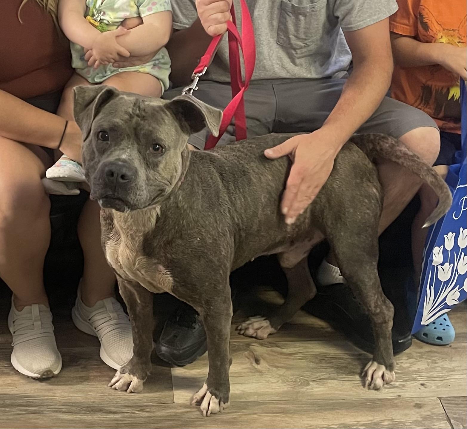 Enlarge Blue, a ADOPTABLE mixed breed in East Moriches, NY image 3/5