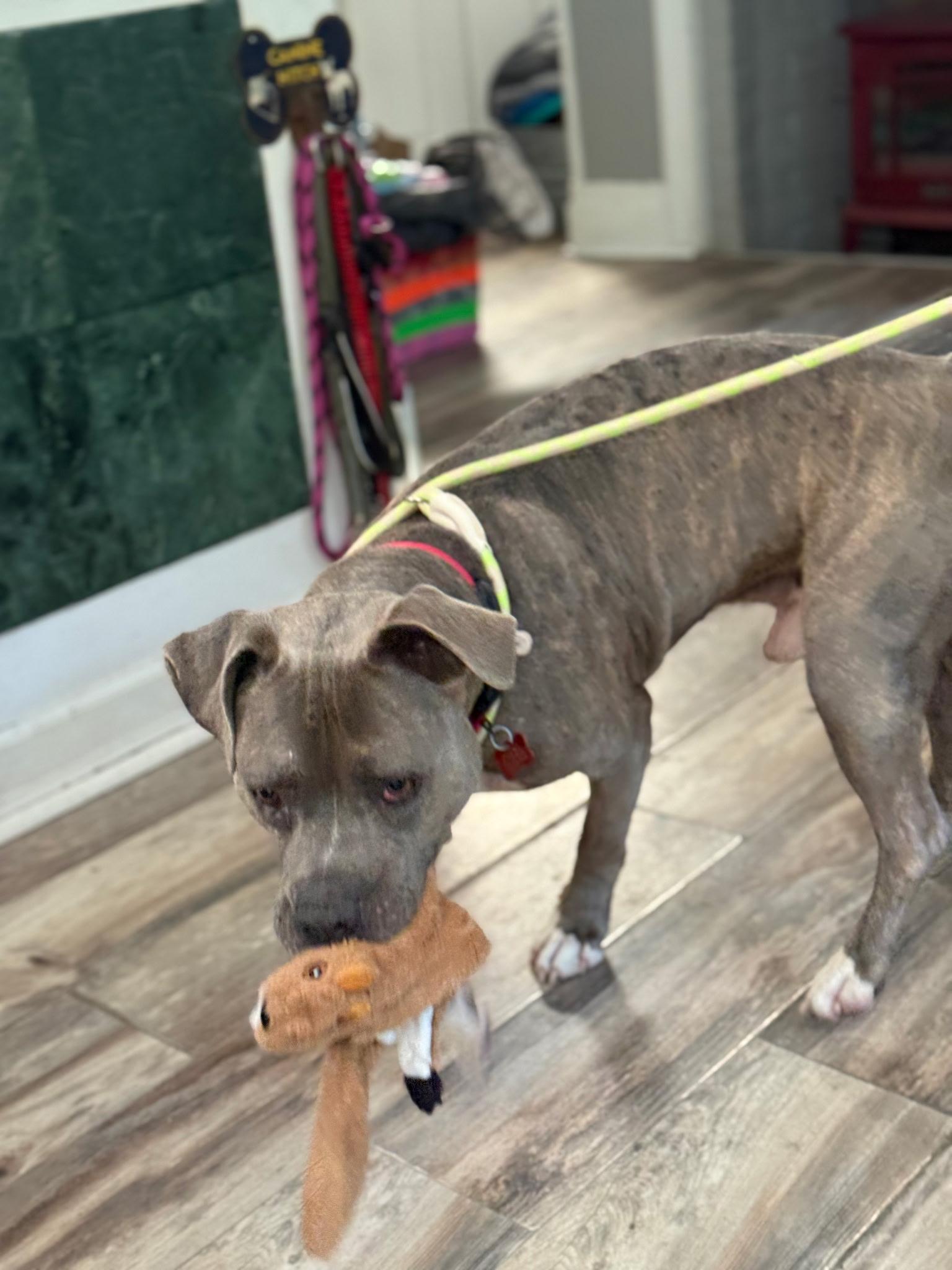 Enlarge Blue, a ADOPTABLE mixed breed in East Moriches, NY image 4/5