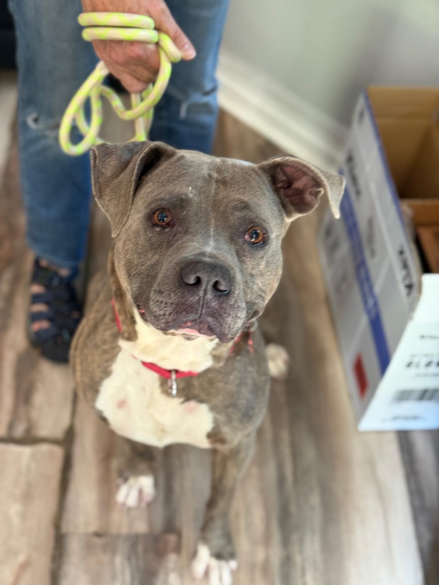 Enlarge Blue, a ADOPTABLE mixed breed in East Moriches, NY image 2/5