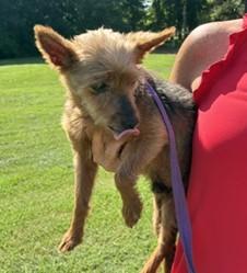 Enlarge Caeleb, a Adoptable mixed breed in Tulsa, OK image 2/2