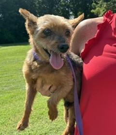 Enlarge Caeleb, a Adoptable mixed breed in Tulsa, OK image 1/2