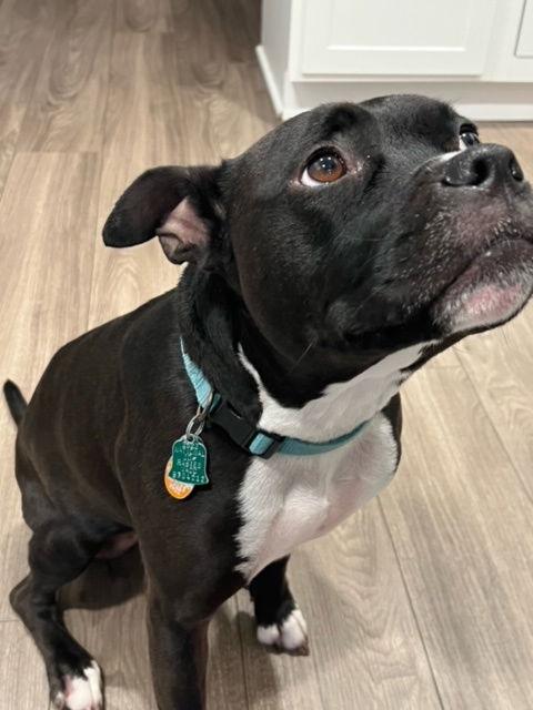 Enlarge Gia, a Adoptable mixed breed in Baltimore, MD image 1/1