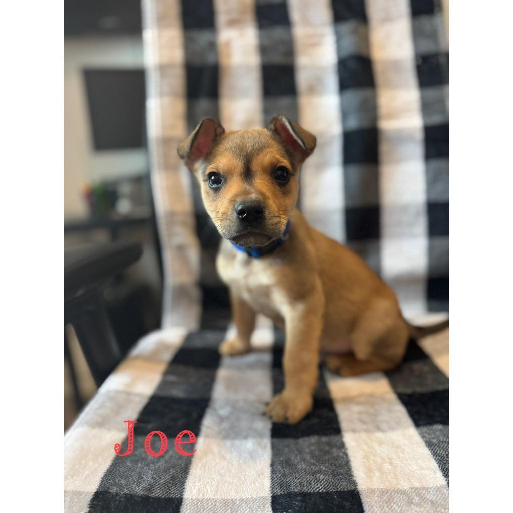 Enlarge Joe, a Adoptable mixed breed in sun prairie, WI image 1/1