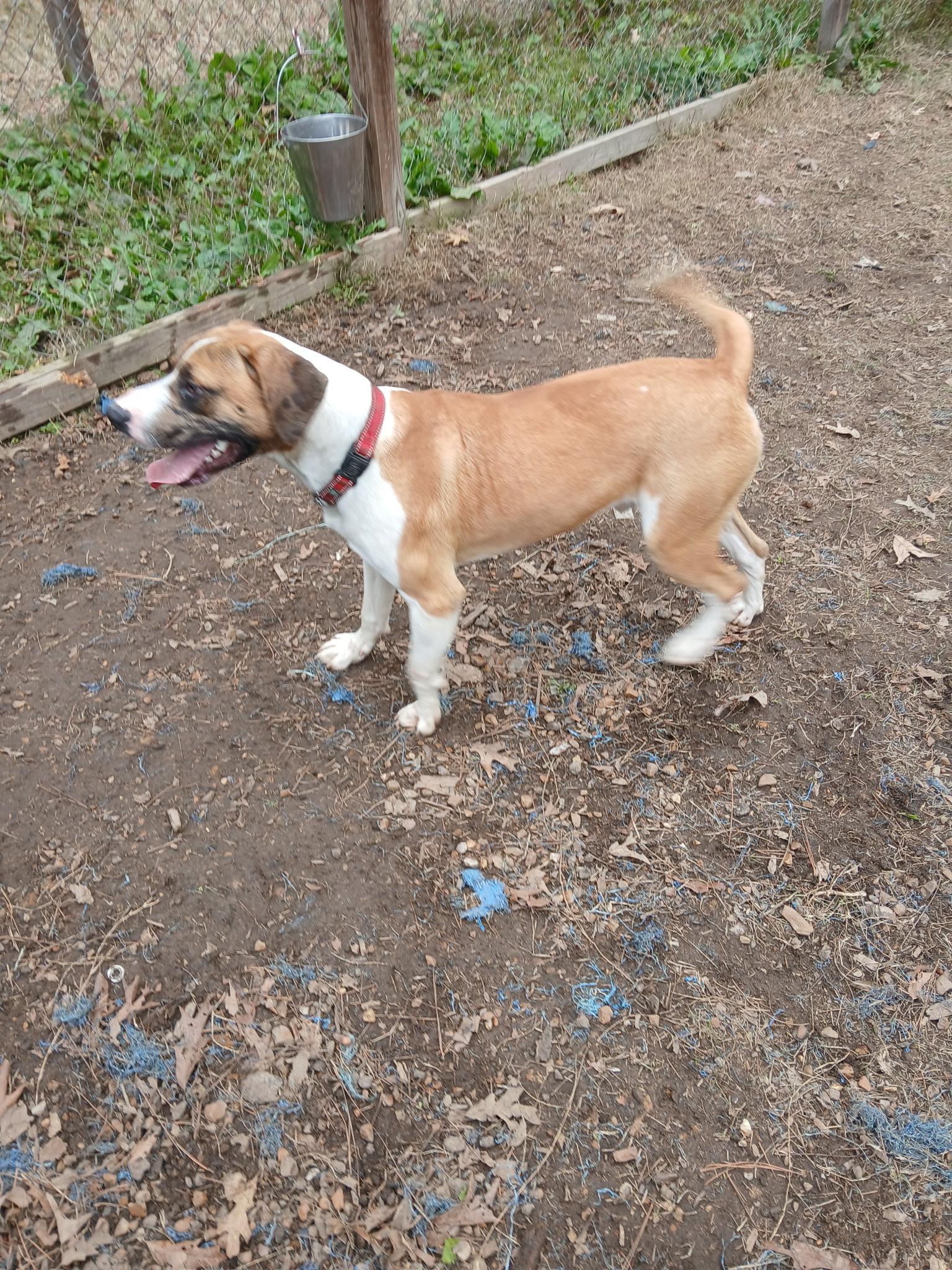 Enlarge Bruiser, a ADOPTABLE mixed breed in Columbia, LA image 2/4
