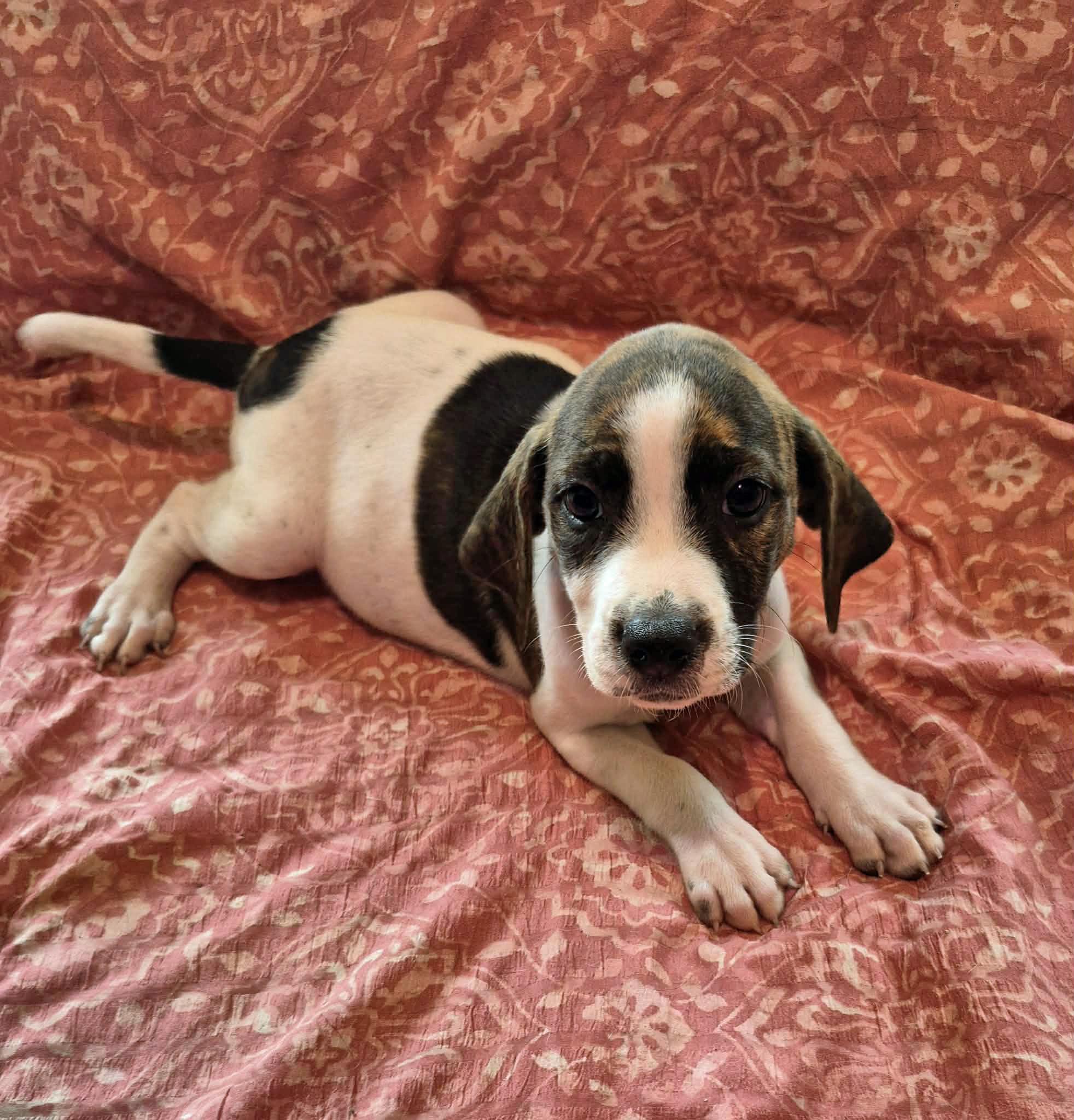 Piper, Adoptable, Puppy Female Beagle & Pit Bull Terrier.