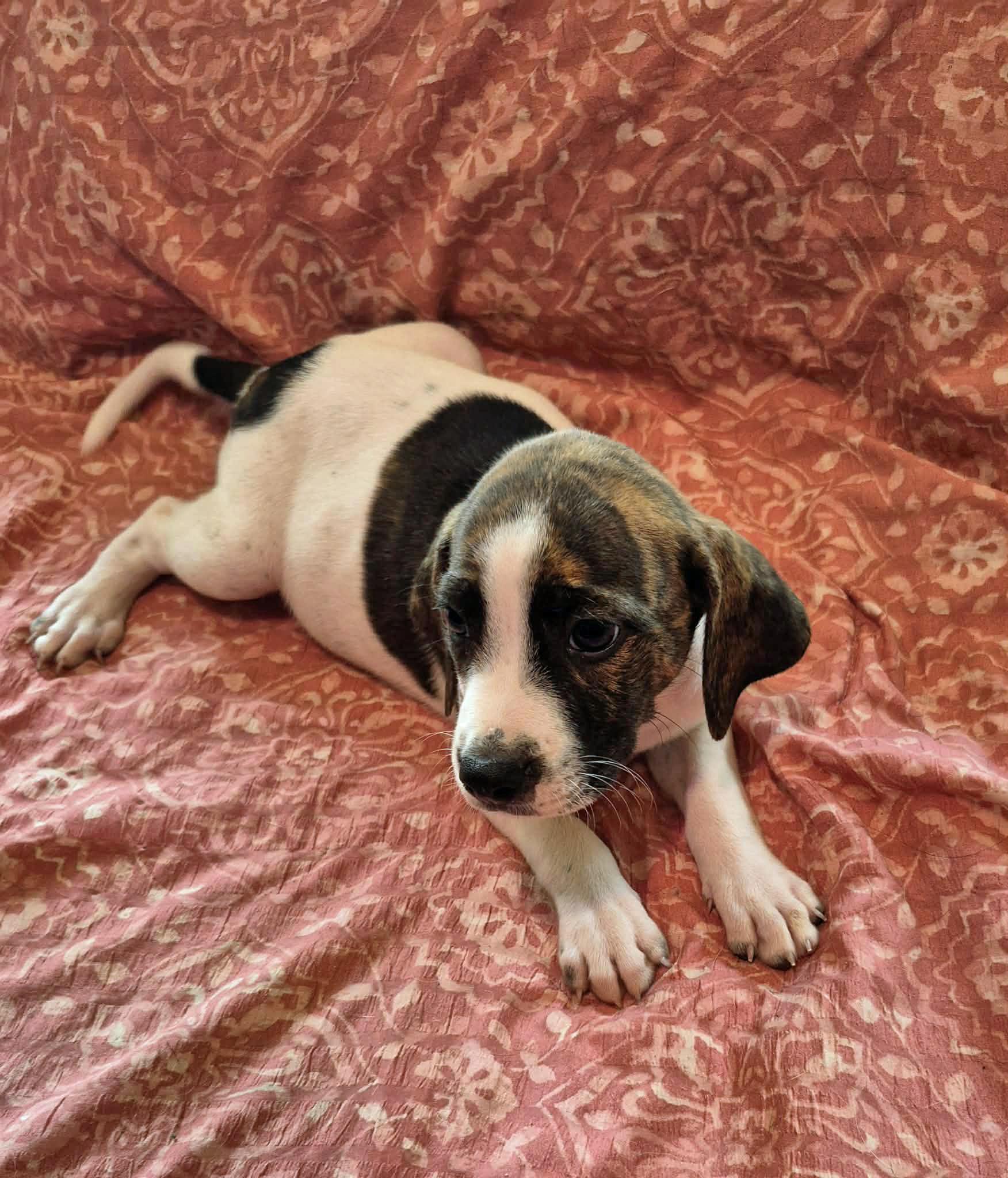 Enlarge Piper, a Adoptable mixed breed in Marion, NC image 2/4