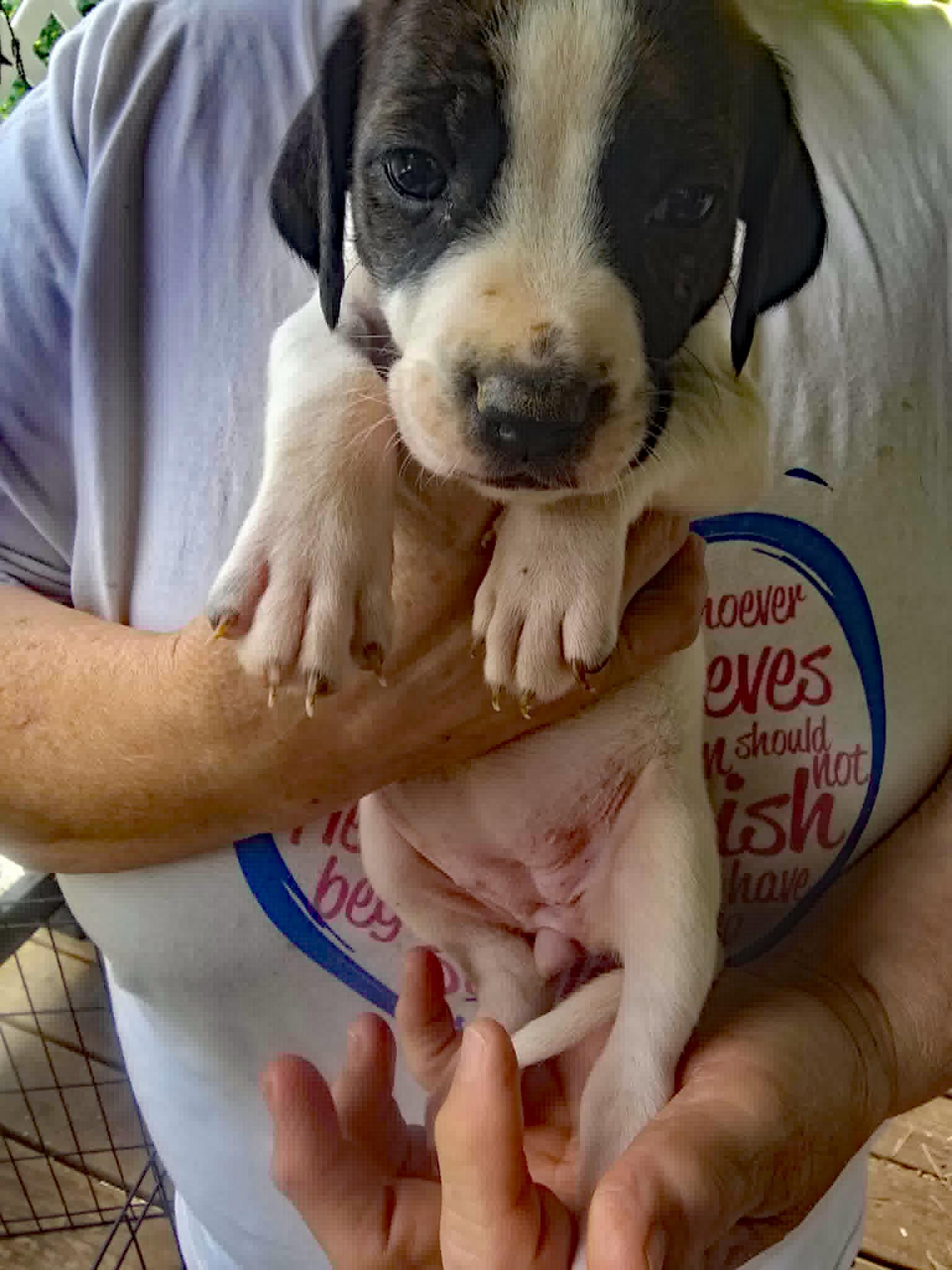 Enlarge Piper, a Adoptable mixed breed in Marion, NC image 4/4