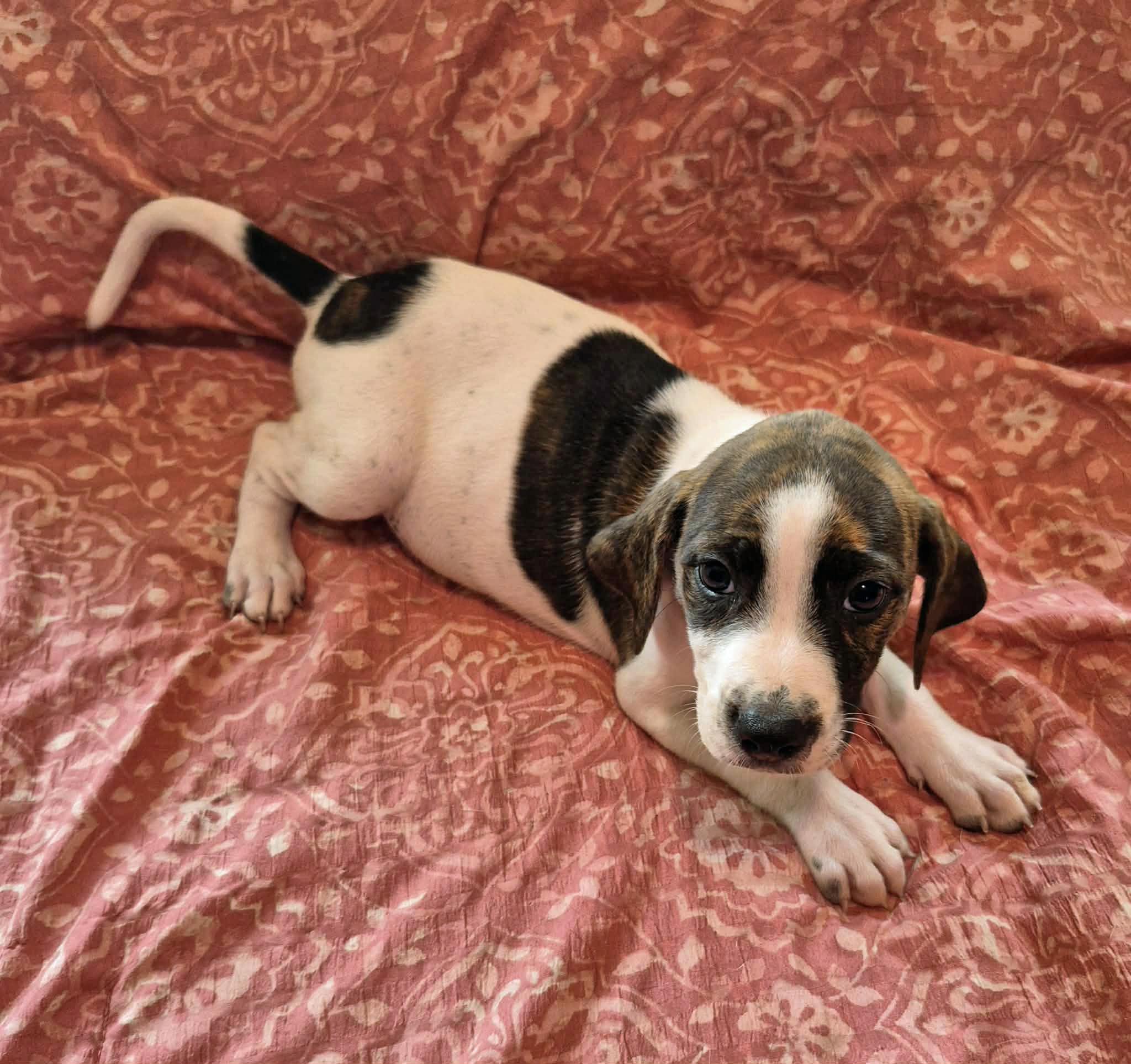 Enlarge Piper, a Adoptable mixed breed in Marion, NC image 3/4