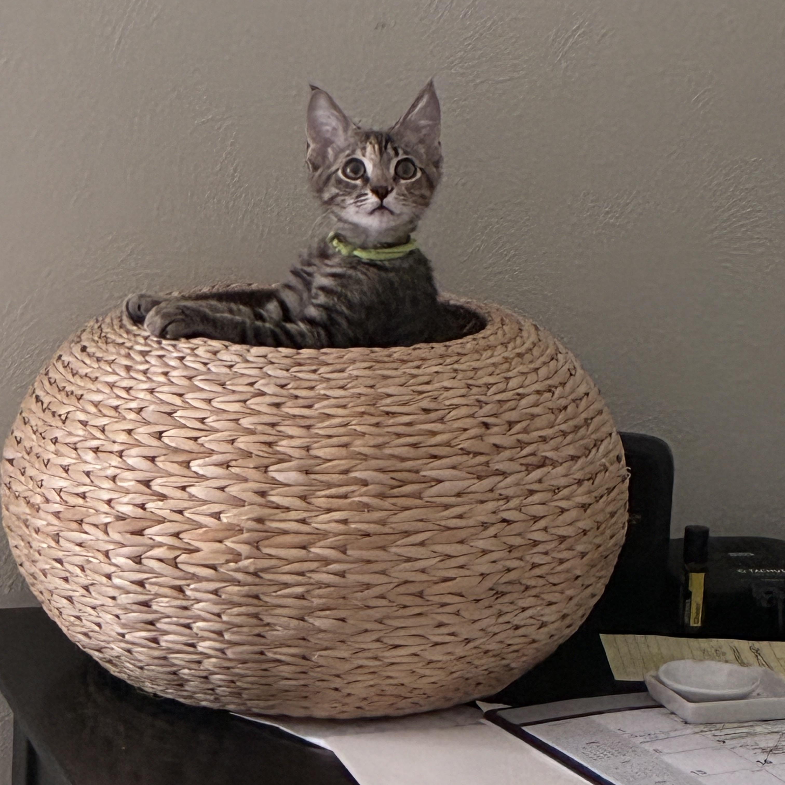 Enlarge Harper, a ADOPTABLE Domestic Short Hair in Huffman, TX image 1/1