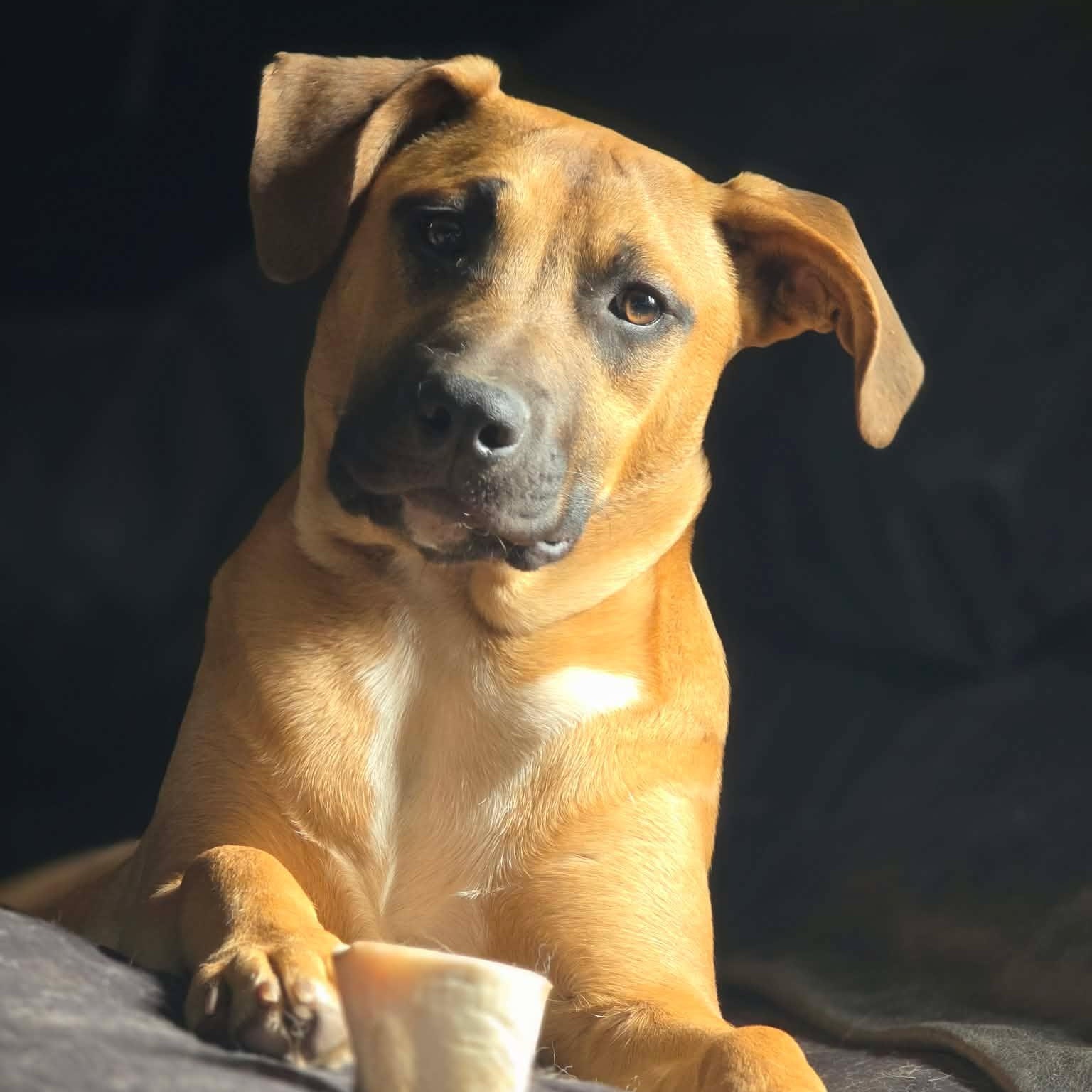 Enlarge Solei, a Adoptable mixed breed in Stamford, CT image 5/6