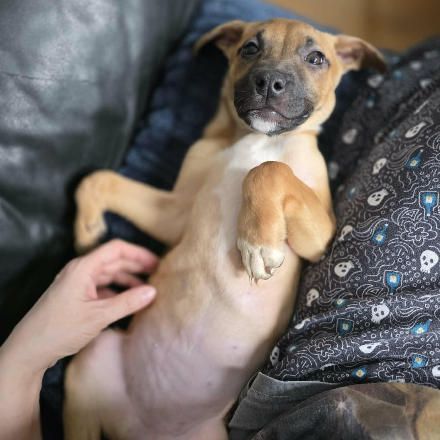 Enlarge Solei, a ADOPTABLE mixed breed in Stamford, CT image 3/6