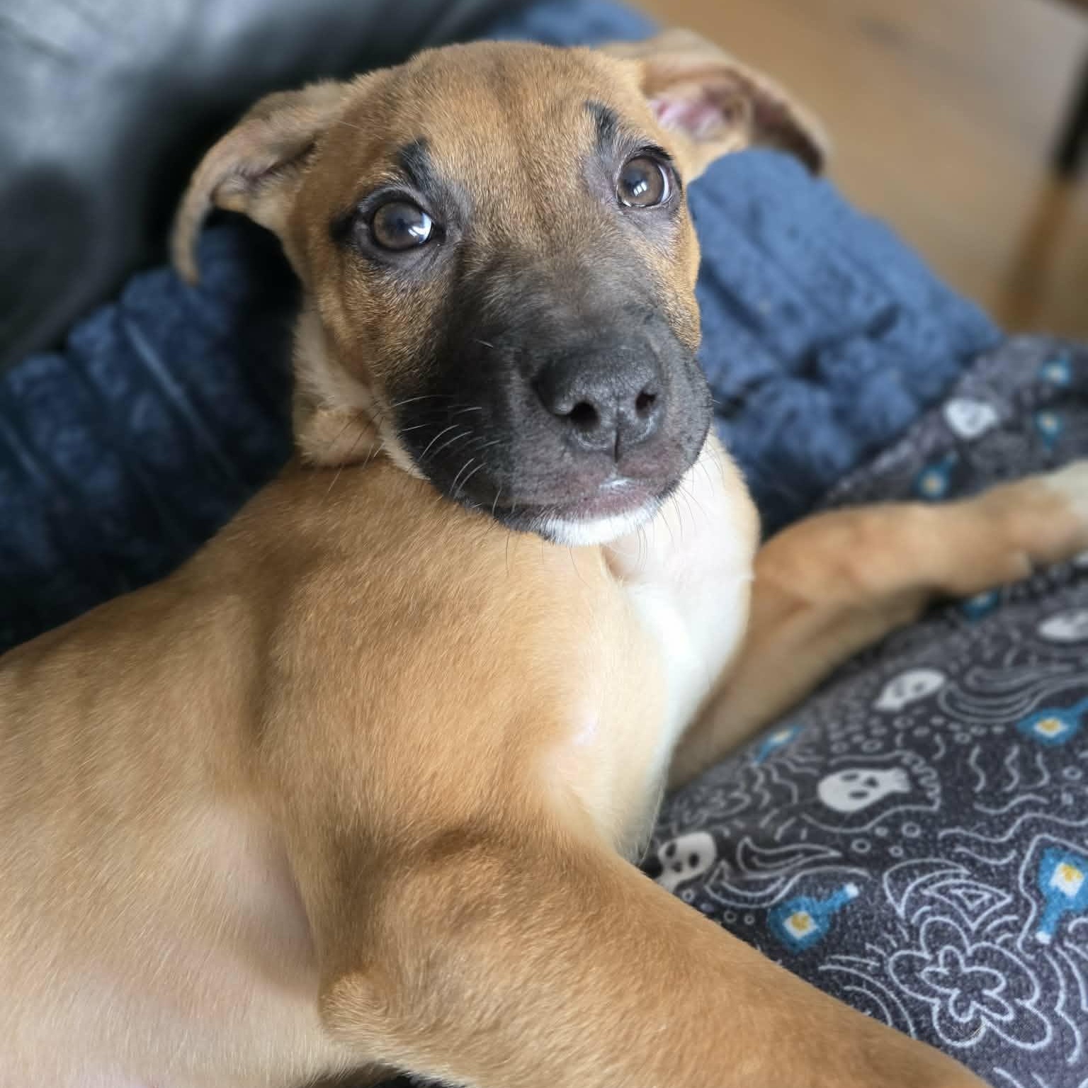 Enlarge Solei, a ADOPTABLE mixed breed in Stamford, CT image 4/6