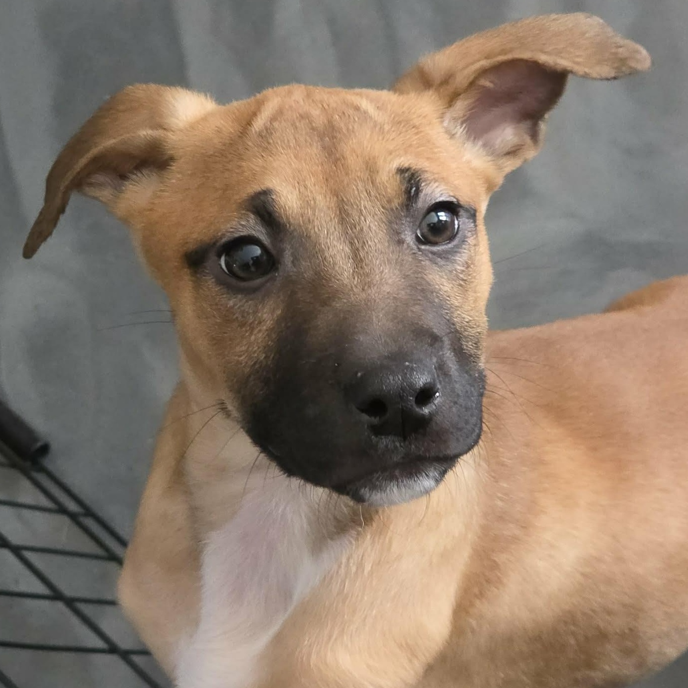 Enlarge Solei, a ADOPTABLE mixed breed in Stamford, CT image 5/6