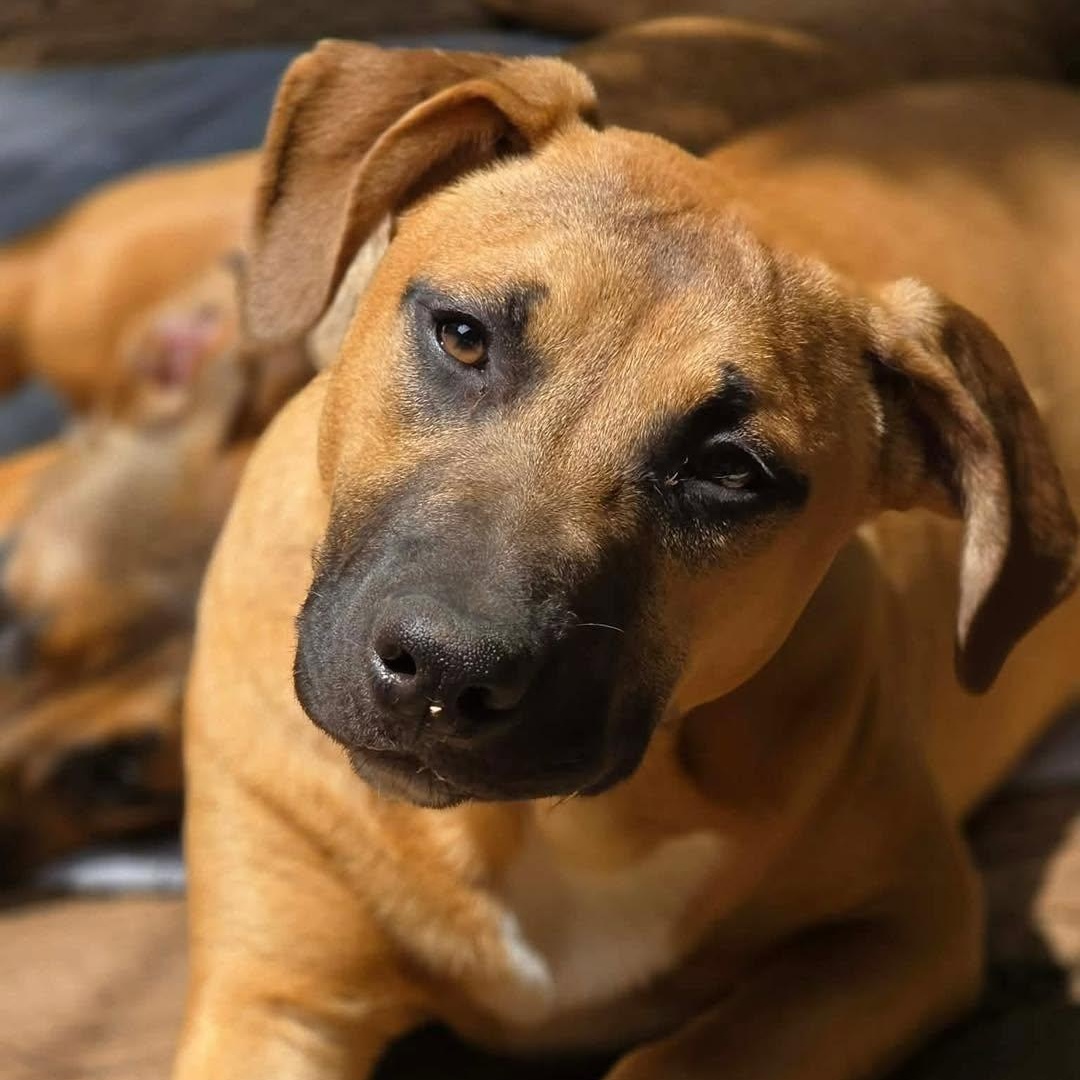 Enlarge Solei, a Adoptable mixed breed in Stamford, CT image 4/6