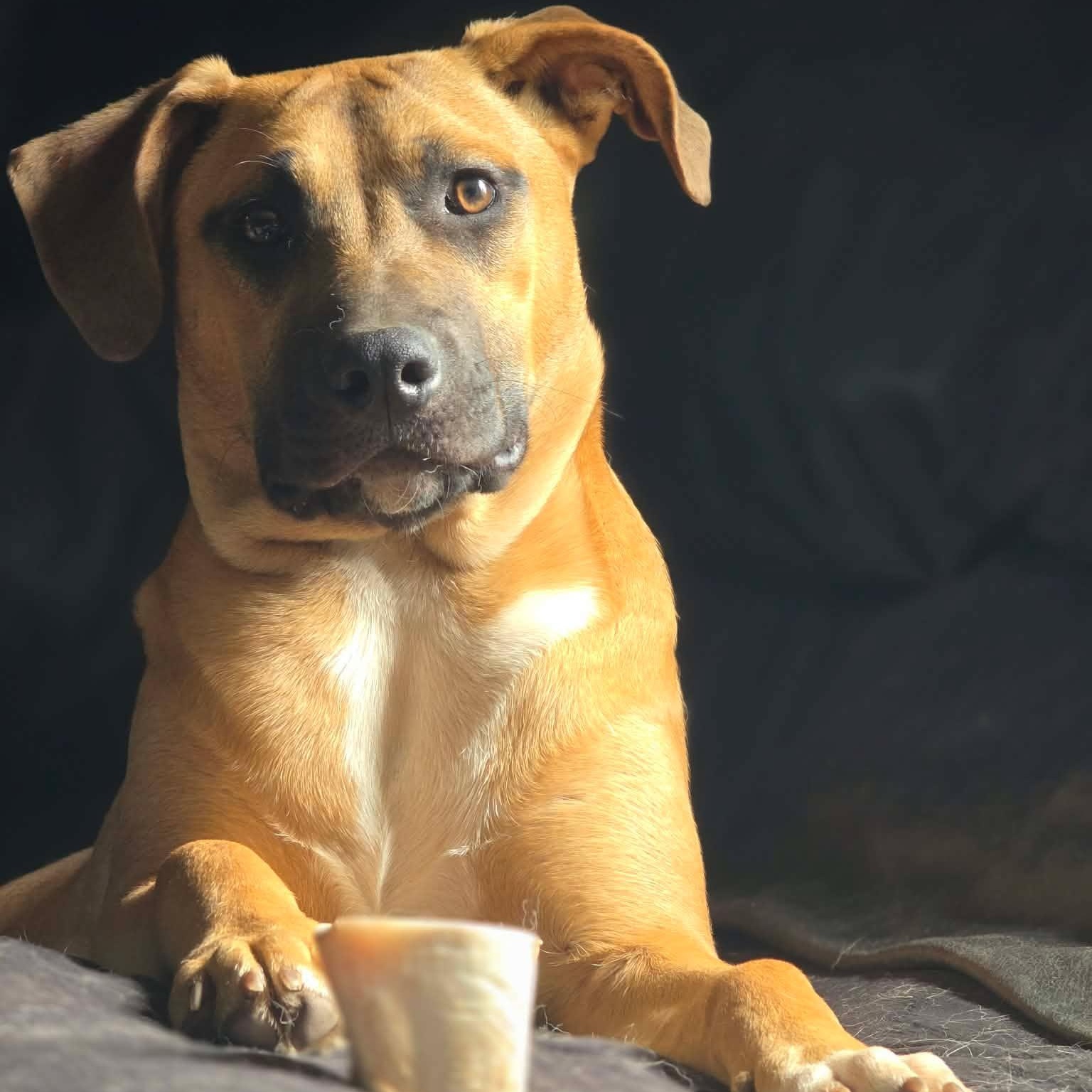 Enlarge Solei, a Adoptable mixed breed in Stamford, CT image 2/6