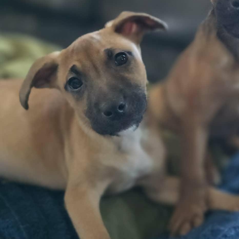 Enlarge Solei, a ADOPTABLE mixed breed in Stamford, CT image 6/6