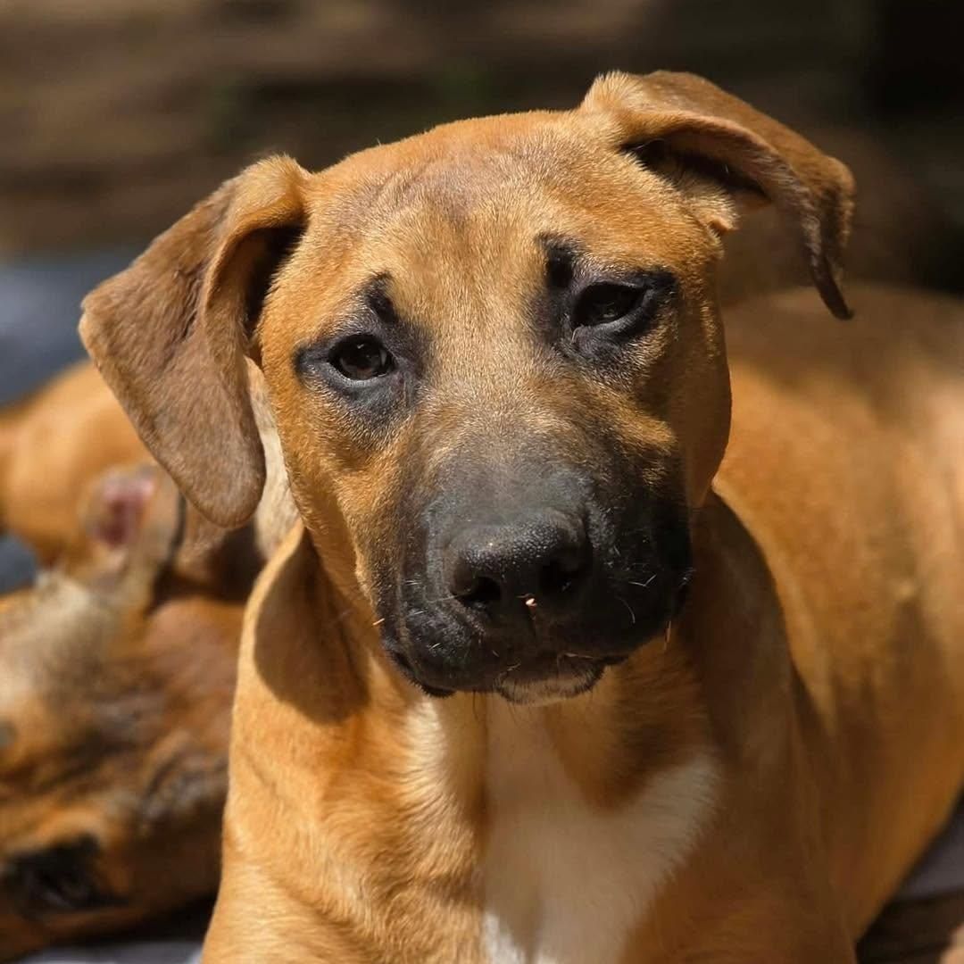 Enlarge Solei, a Adoptable mixed breed in Stamford, CT image 1/6