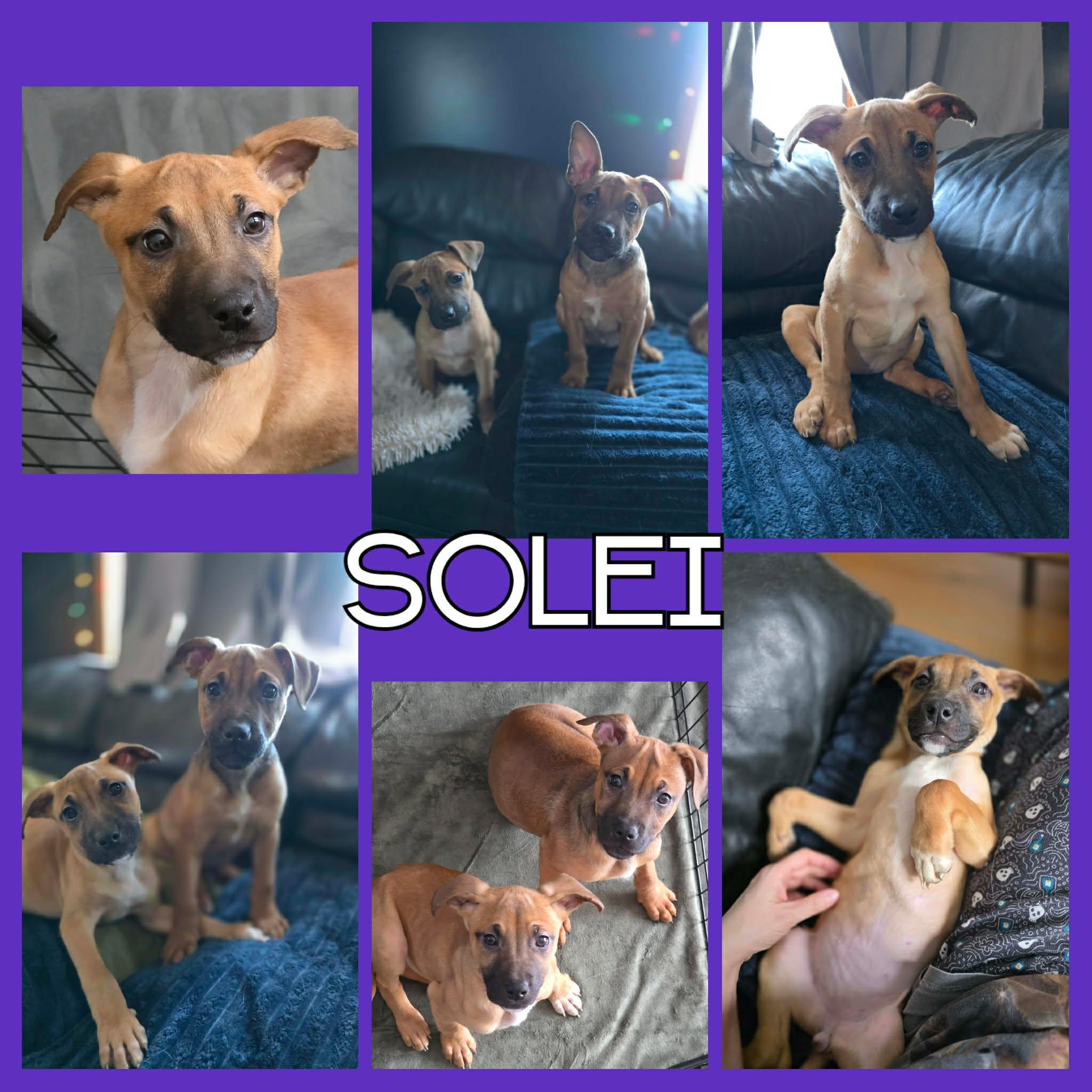 Enlarge Solei, a ADOPTABLE mixed breed in Stamford, CT image 1/6