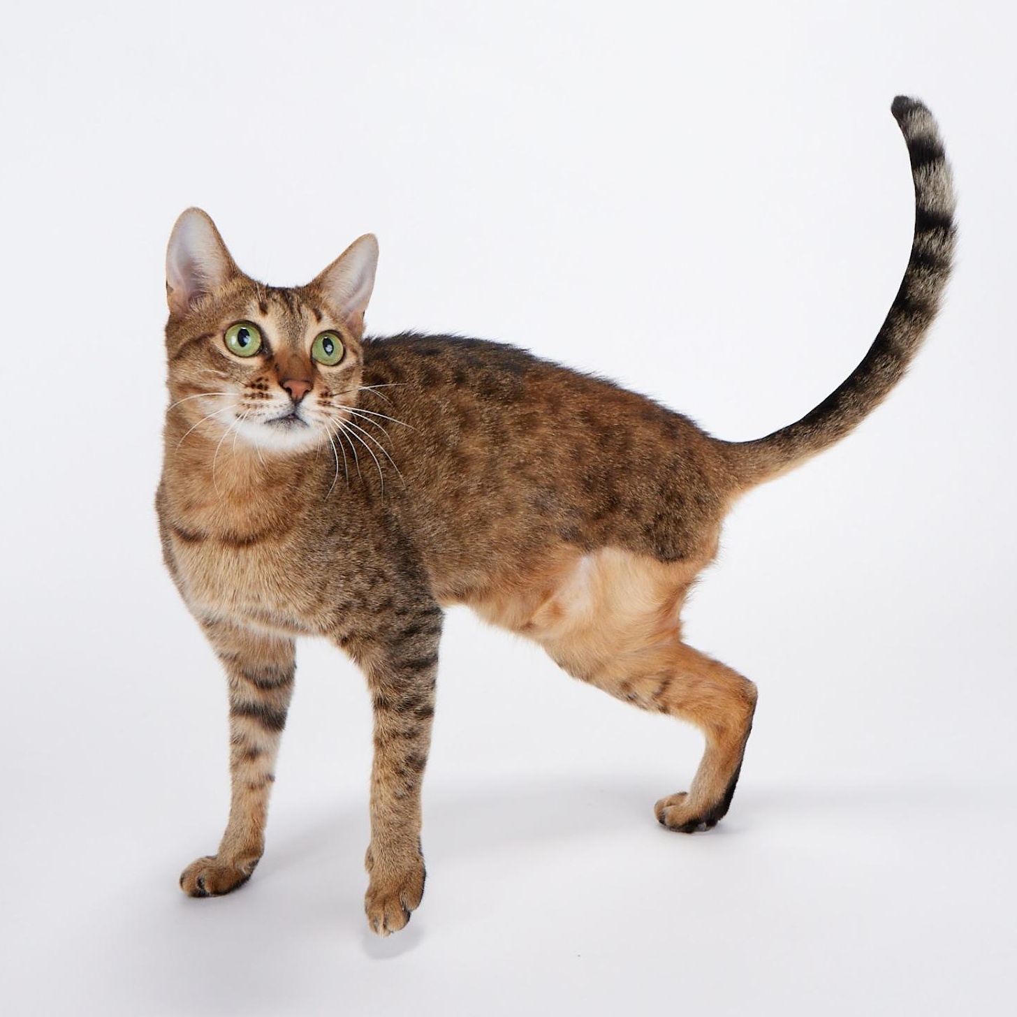 Captain Jade - Tripod Cat, Adoptable, Adult Female Domestic Short Hair & Bengal.