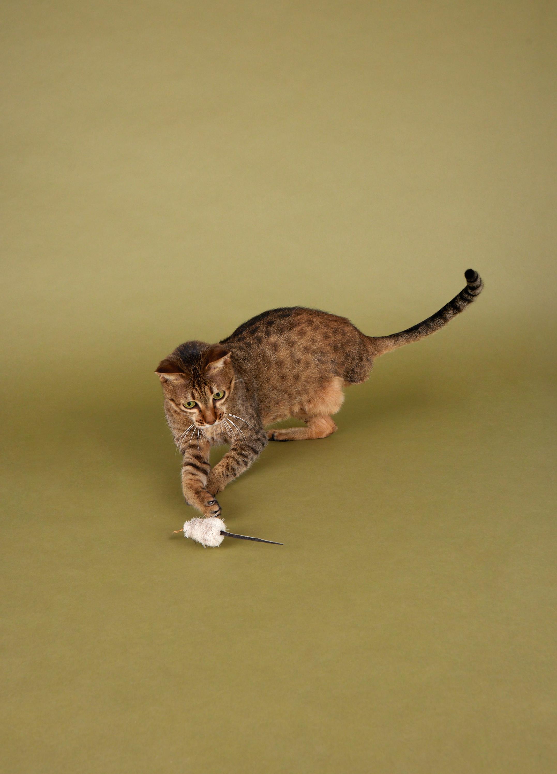 Jade - Sweet, beautiful tripod