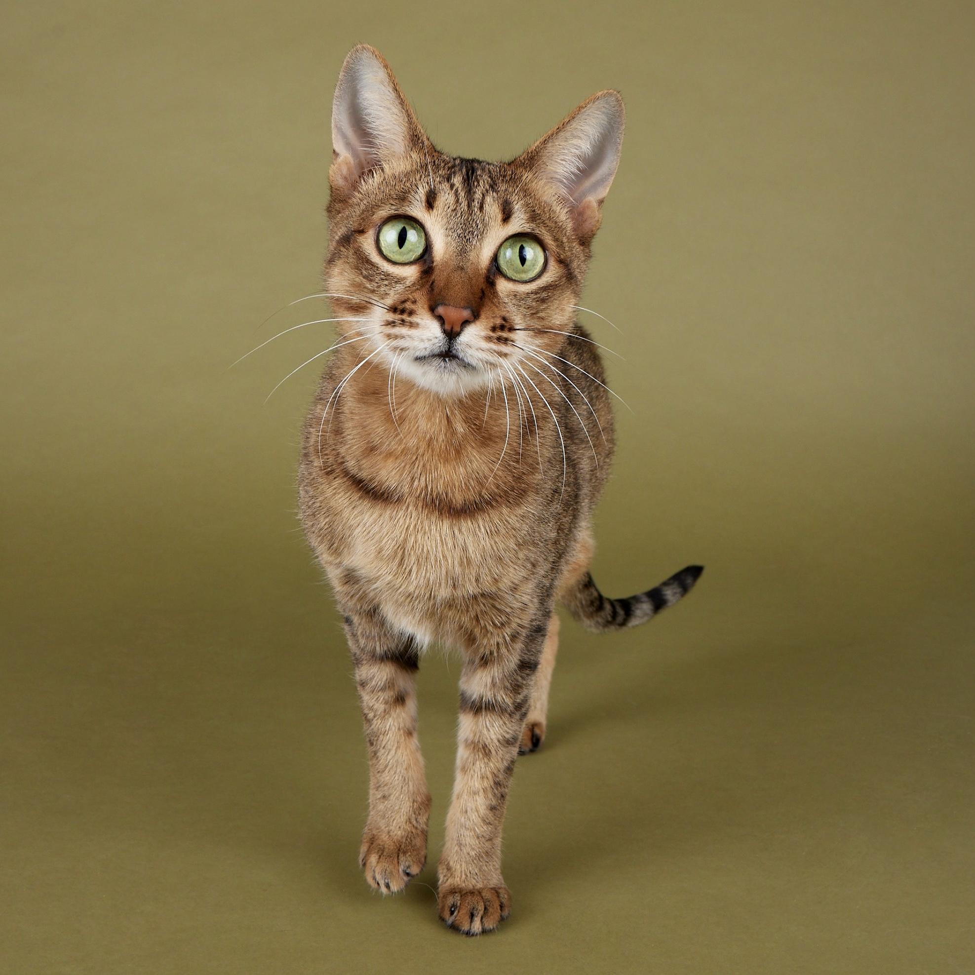 Jade - Sweet, beautiful tripod