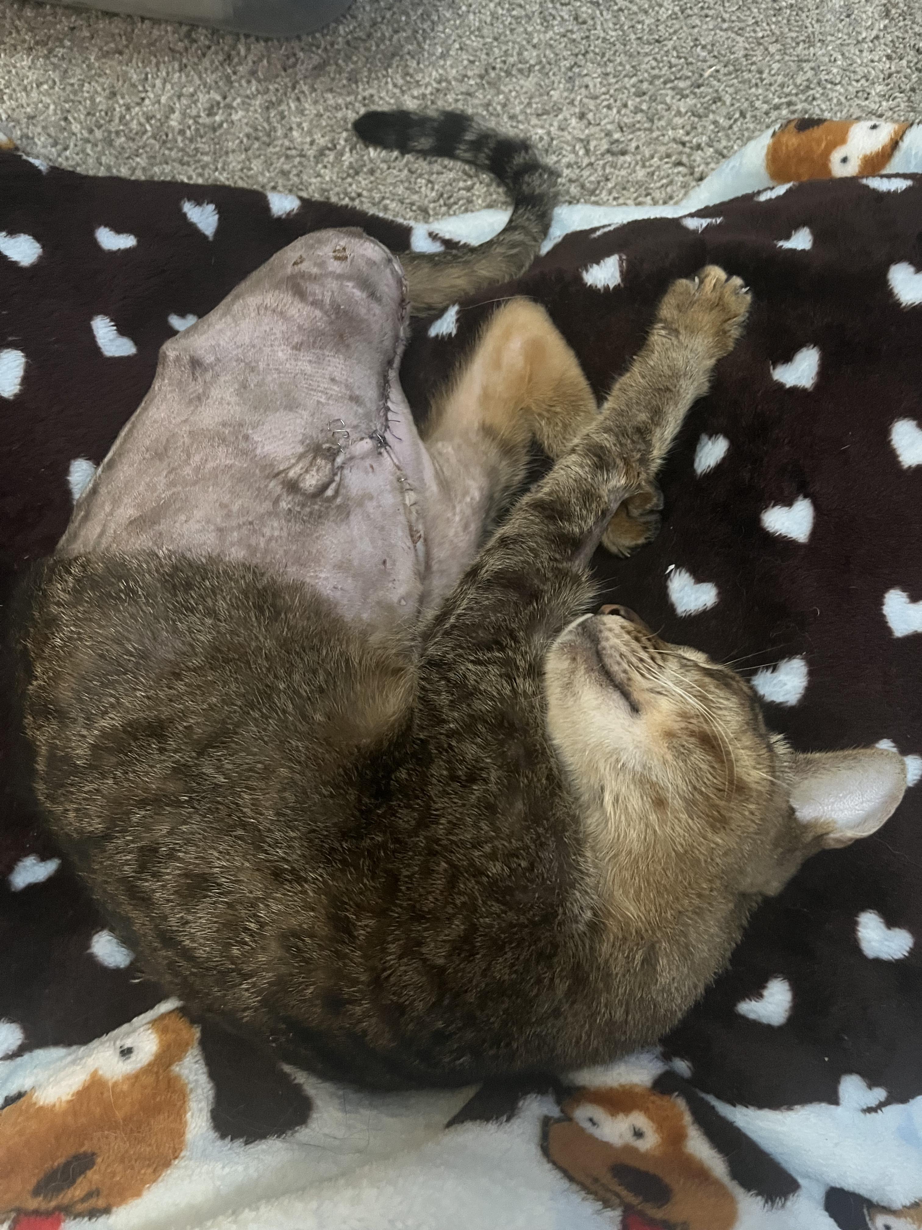 Captain Jade - Tripod Cat, a Adoptable mixed breed in League City, TX image 6/6