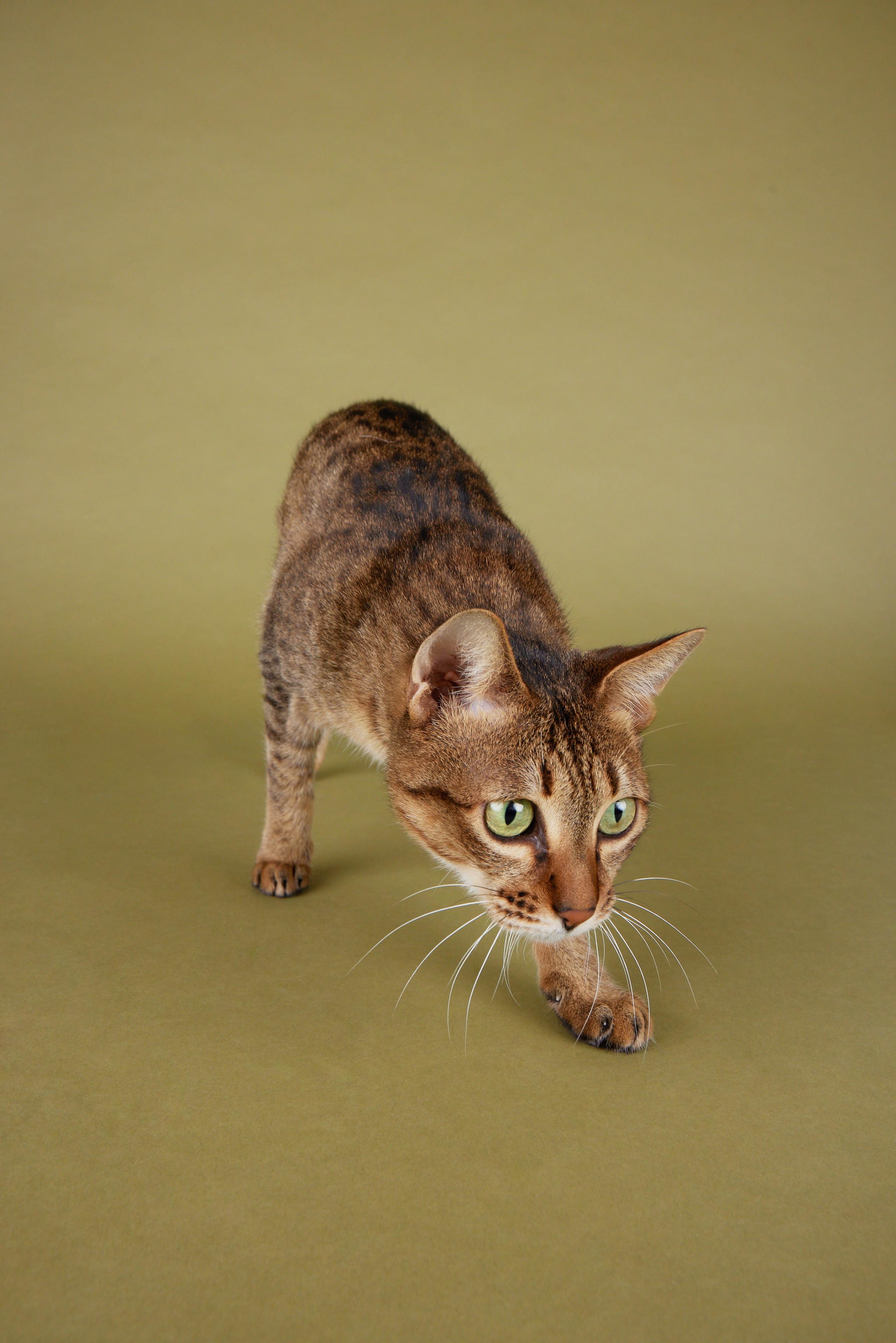 Enlarge Jade - Sweet, beautiful tripod, a Adoptable mixed breed in League City, TX image 5/6