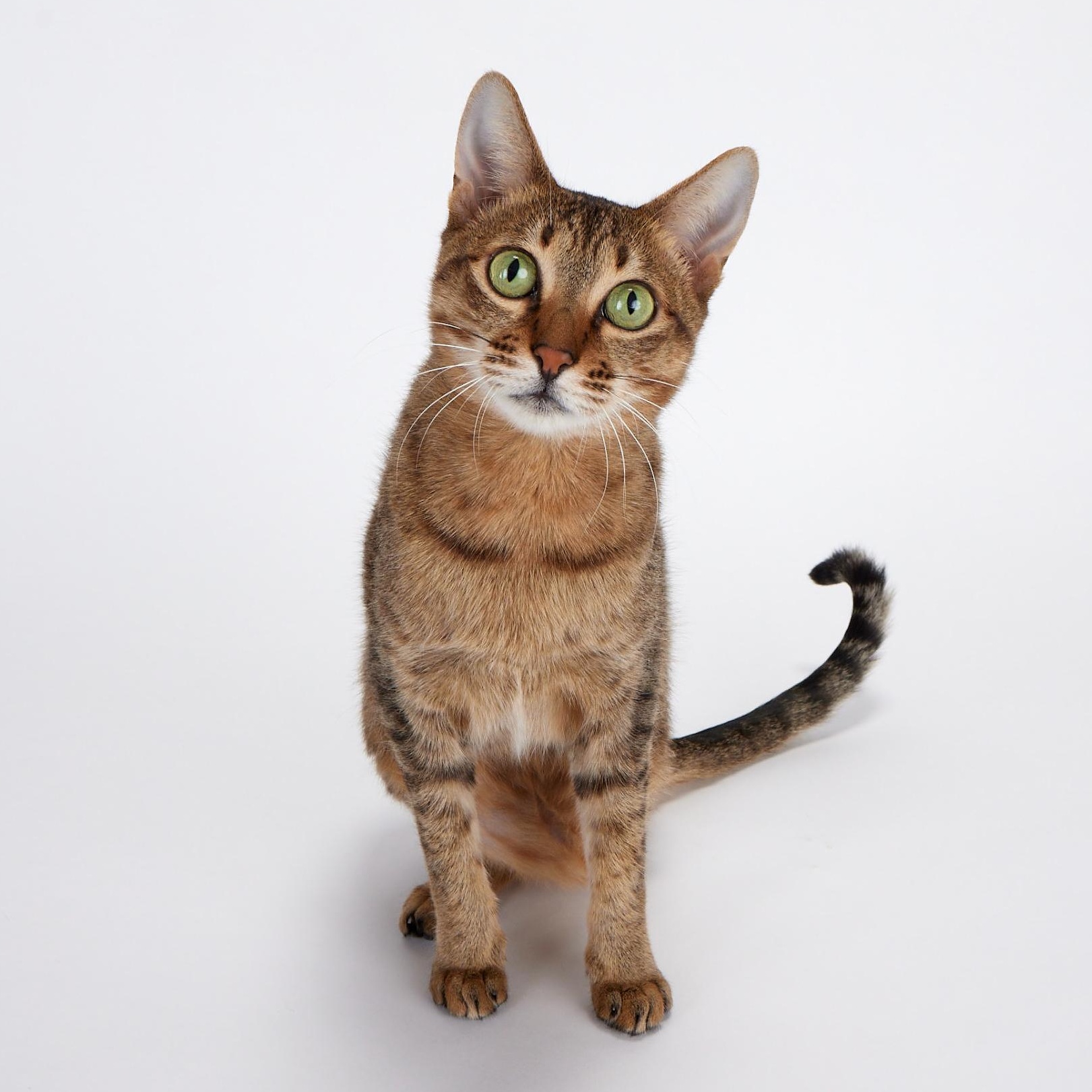 Enlarge Jade - Sweet, beautiful tripod, a Adoptable mixed breed in League City, TX image 3/6