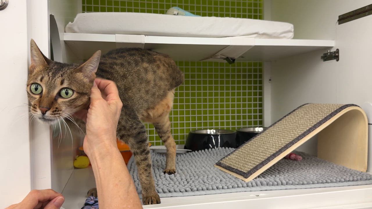 Enlarge Jade - Sweet, beautiful tripod, a Adoptable mixed breed in League City, TX video 4/6