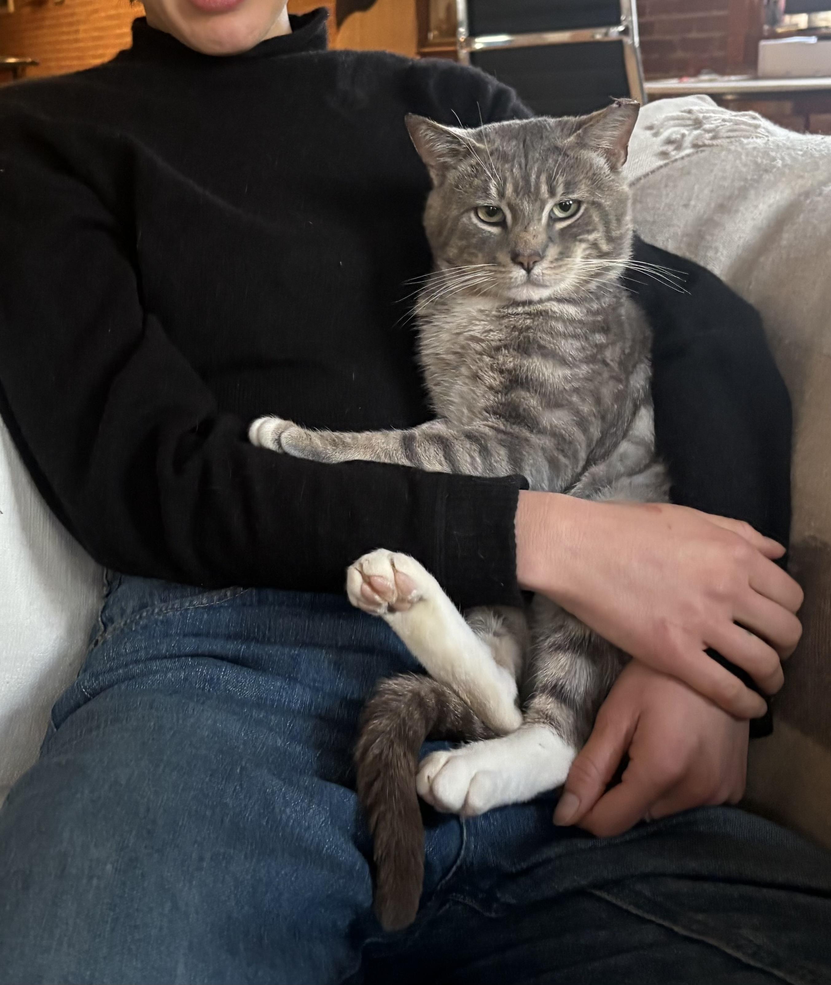 Enlarge Little John, a ADOPTABLE Domestic Short Hair in Brooklyn, NY image 4/6