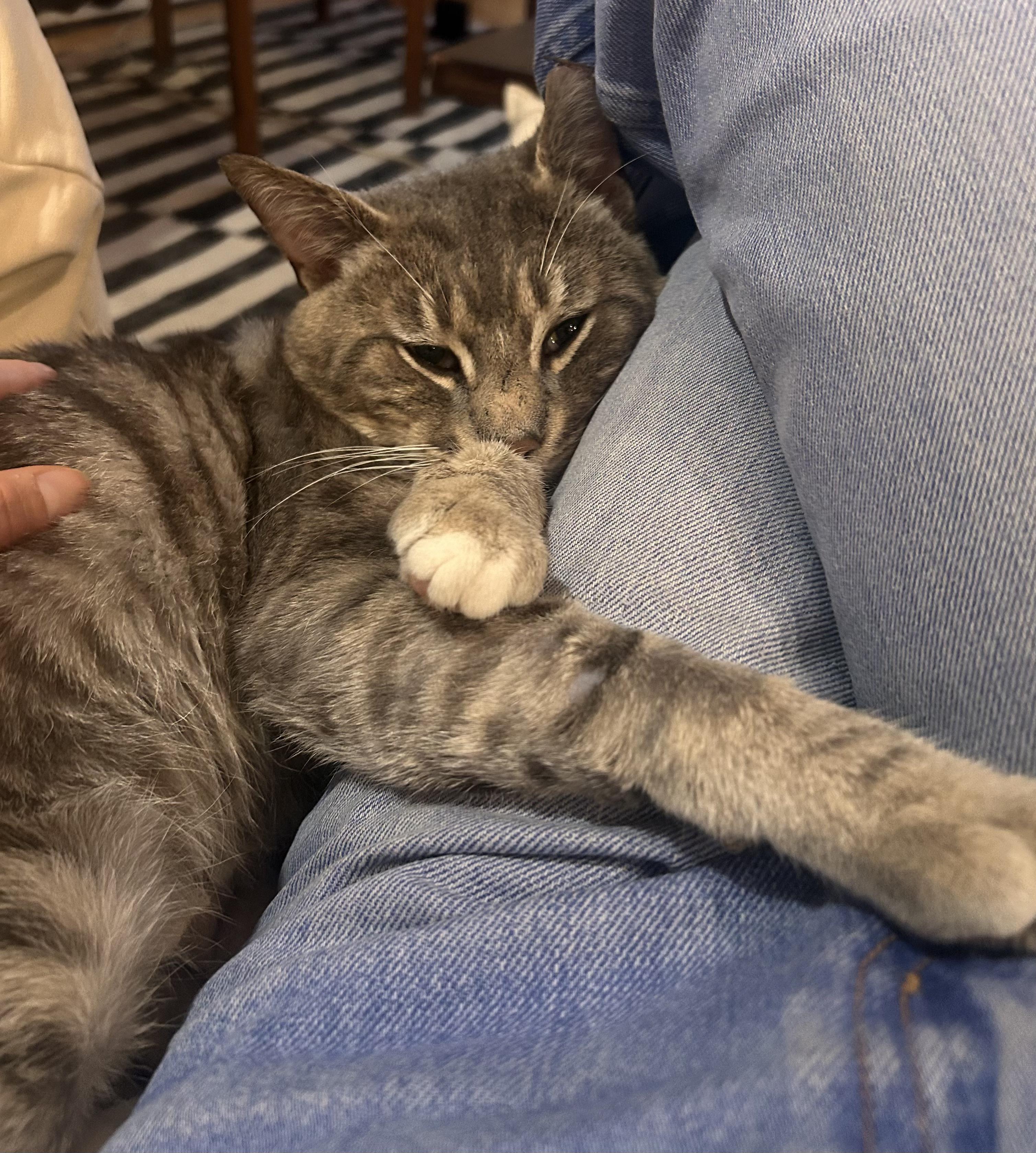 Enlarge Little John, a ADOPTABLE Domestic Short Hair in Brooklyn, NY image 6/6