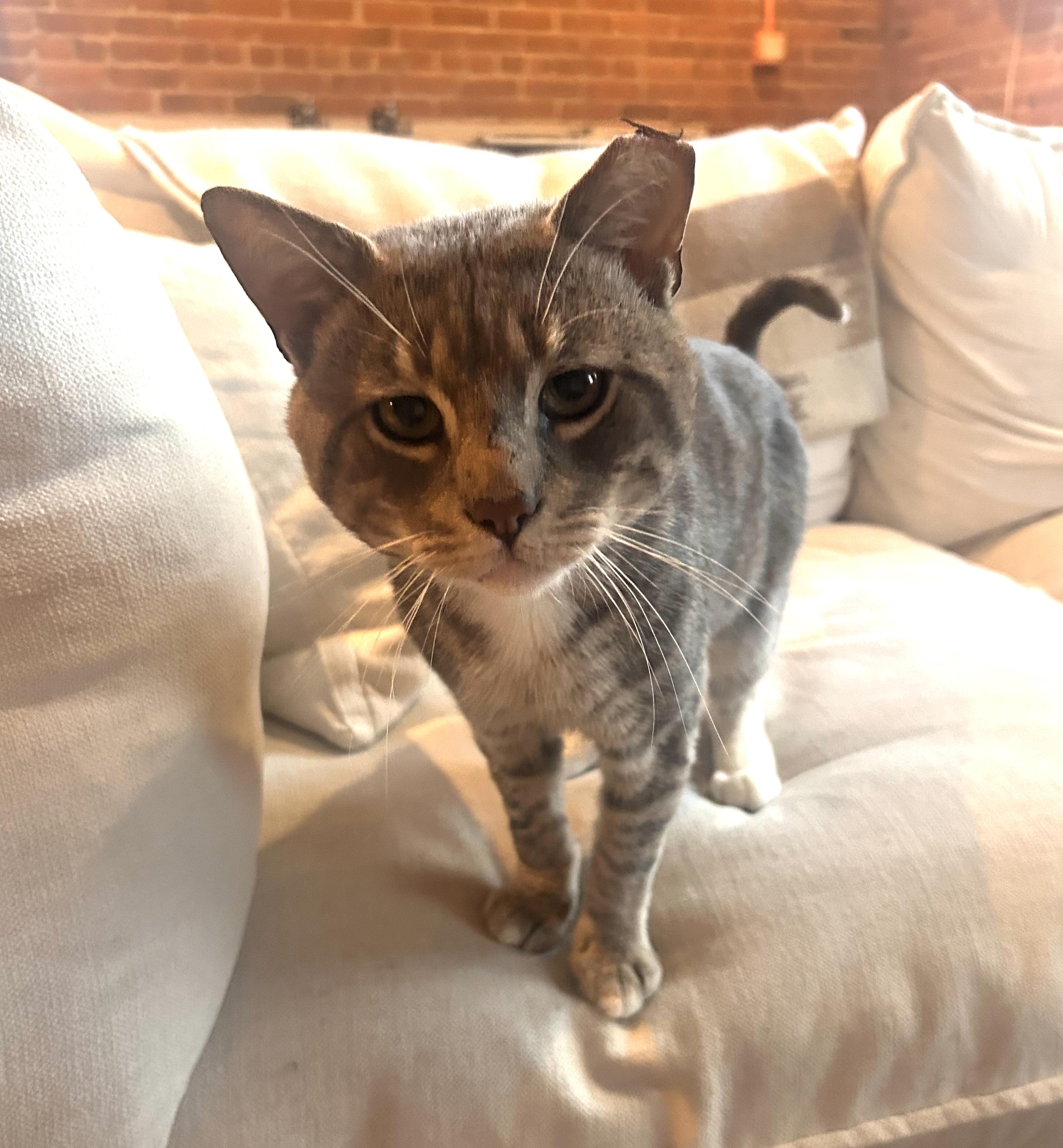 Enlarge Little John, a ADOPTABLE Domestic Short Hair in Brooklyn, NY image 2/6