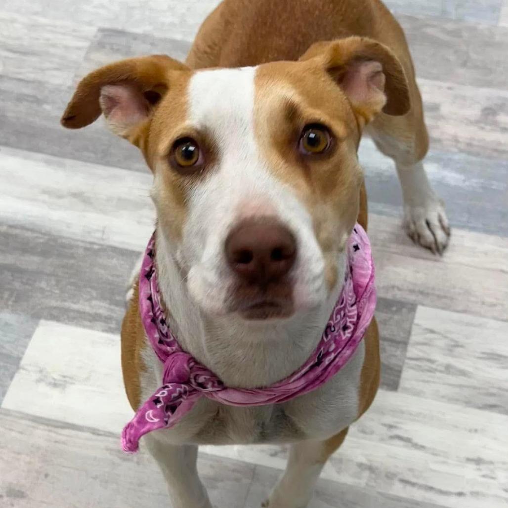 Cheyenne, Adoptable, Young Female Pit Bull Terrier.