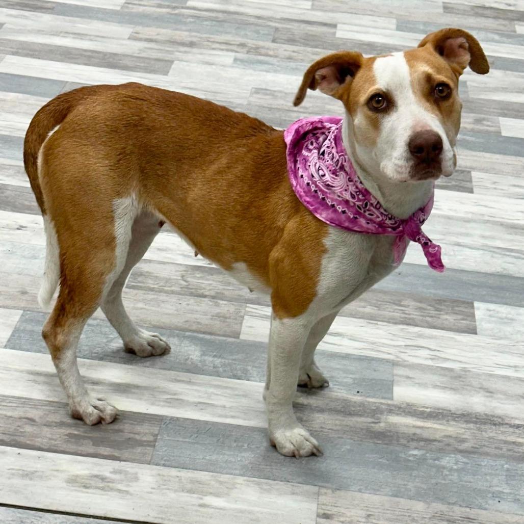 Cheyenne, a Adoptable Pit Bull Terrier in Lufkin, TX image 2/3