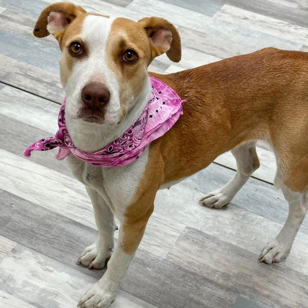Cheyenne, a Adoptable Pit Bull Terrier in Lufkin, TX image 3/3