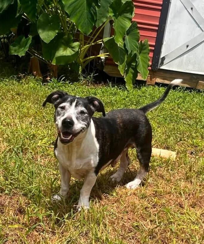Gary, Adoptable, Senior Male Hound.