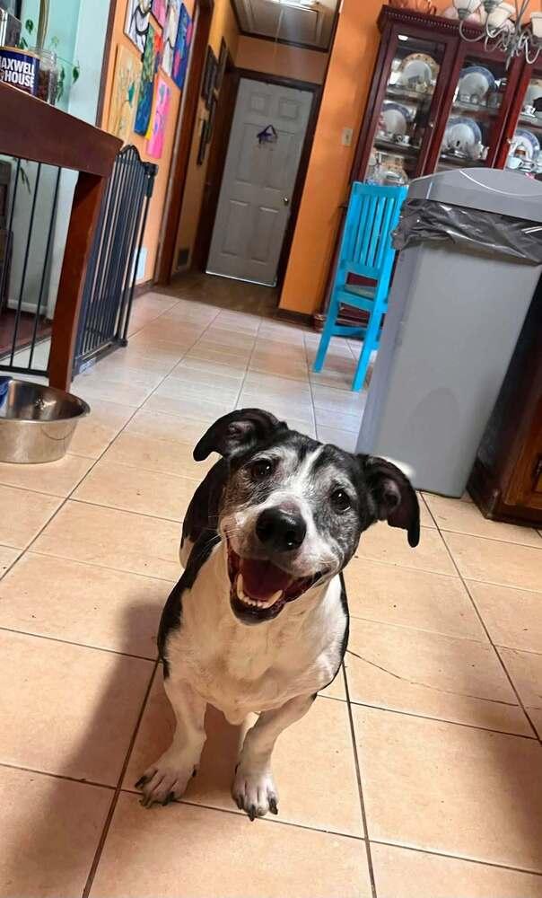 Enlarge Gary, a Adoptable Hound in Acworth, GA image 3/4