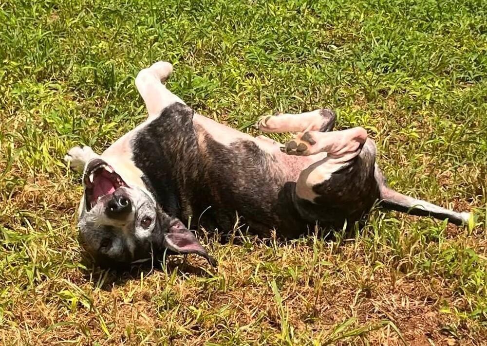 Enlarge Gary, a Adoptable Hound in Acworth, GA image 4/4