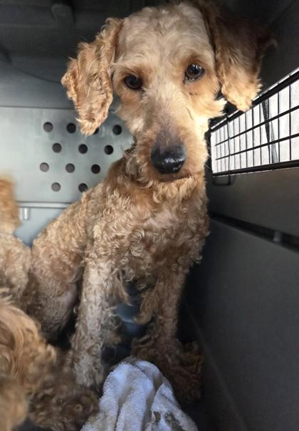 Jellybean, Adoptable, Adult Female Poodle.