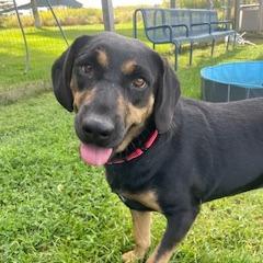 Enlarge Cherry, a Adoptable mixed breed in Morrisville, VT image 1/6