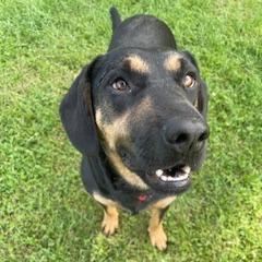 Enlarge Cherry, a Adoptable mixed breed in Morrisville, VT image 2/6