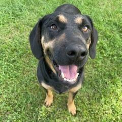 Enlarge Cherry, a Adoptable mixed breed in Morrisville, VT image 3/6