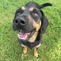 Enlarge Cherry, a Adoptable mixed breed in Morrisville, VT image 4/6